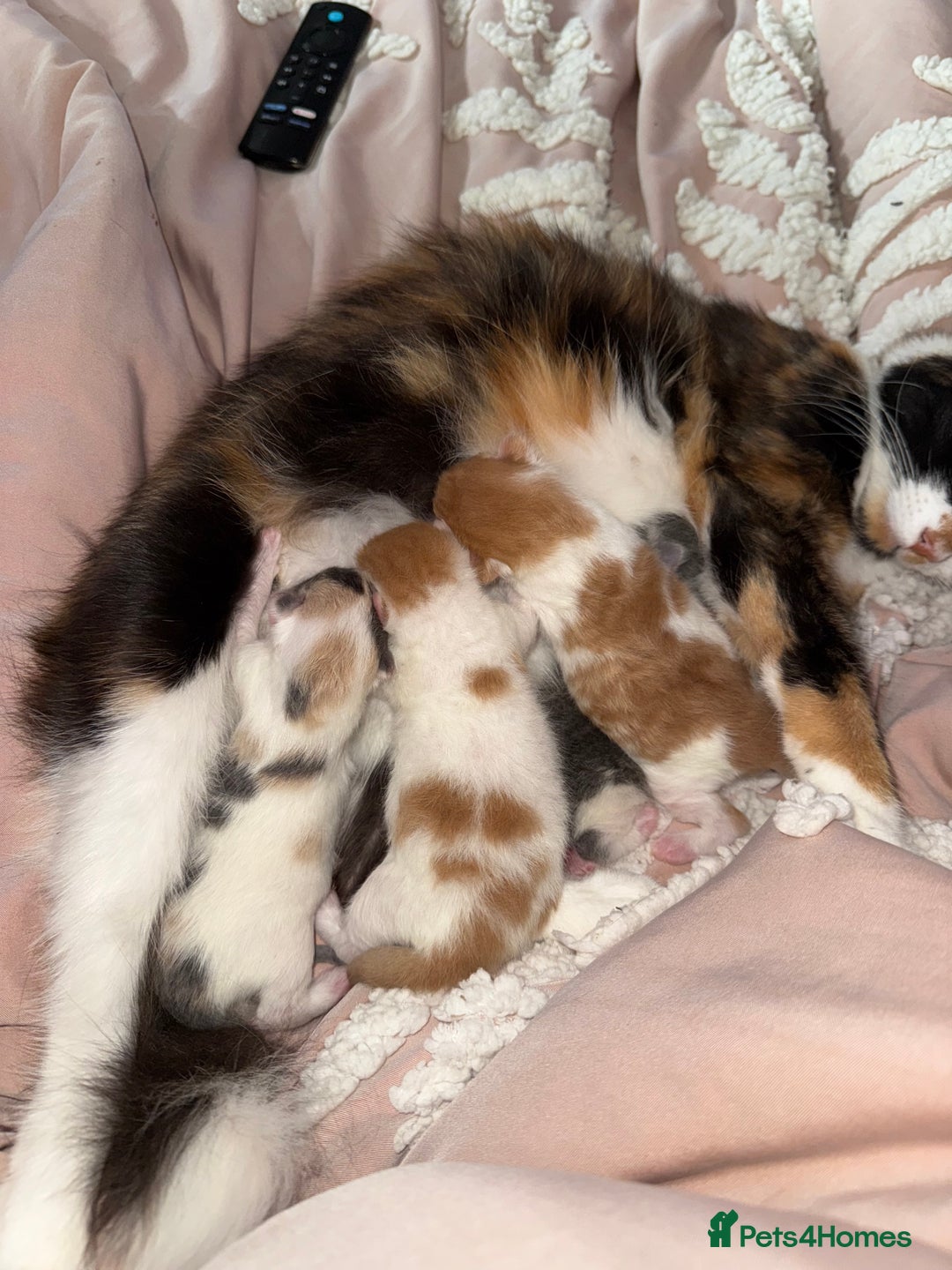 British Longhair cats for sale: 4 beautiful fluffy kittens  - Image 5