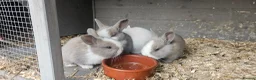 Mixed Breed rabbits for sale: 🐰 Gorgeous Baby Rabbits ready 10th September 🐰 in Wigan - Advert 11