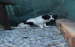 Mixed Breed dogs for adoption: 💖🐶 LOLLY & JOLIE 🐶💖 - Image 7