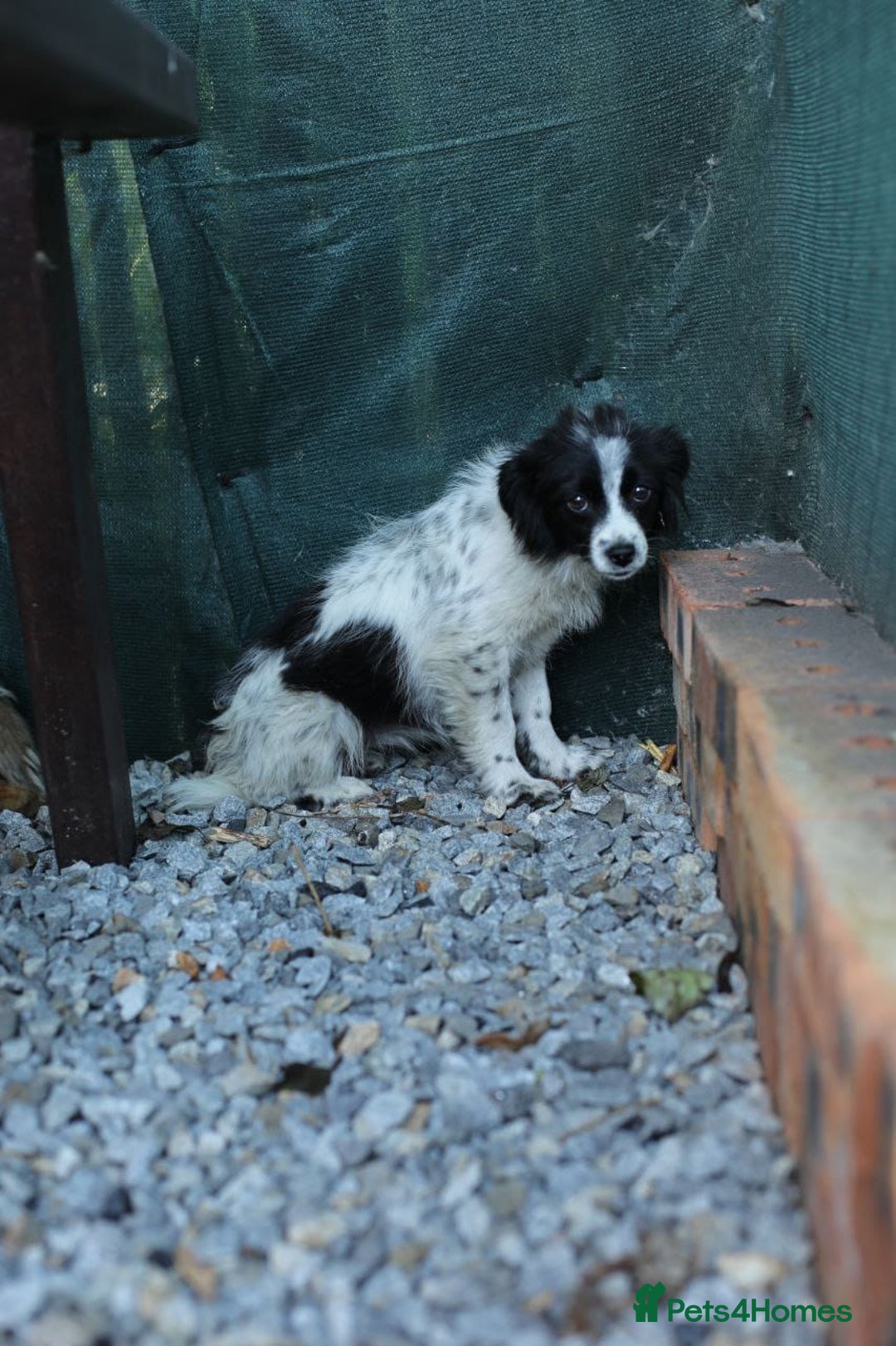 Mixed Breed dogs for adoption: 💖🐶 LOLLY & JOLIE 🐶💖 - Image 7
