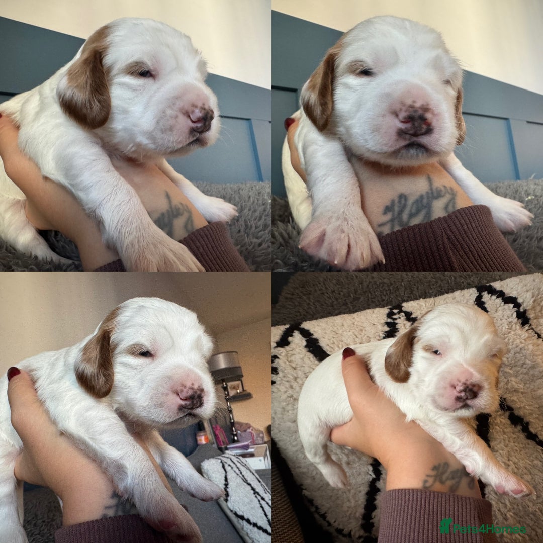 Cockapoo dogs for sale: Gorgeous F2B Cockapoo puppies  - Image 22