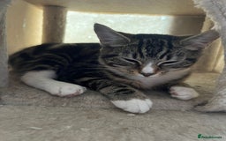 Mixed Breed cats for adoption: 3 x rescue tabby kittens looking for homes - Image 2