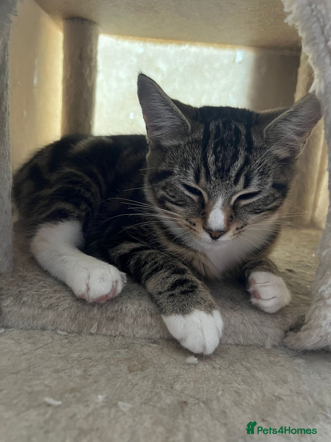 Mixed Breed cats for adoption: 3 x rescue tabby kittens looking for homes - Image 2