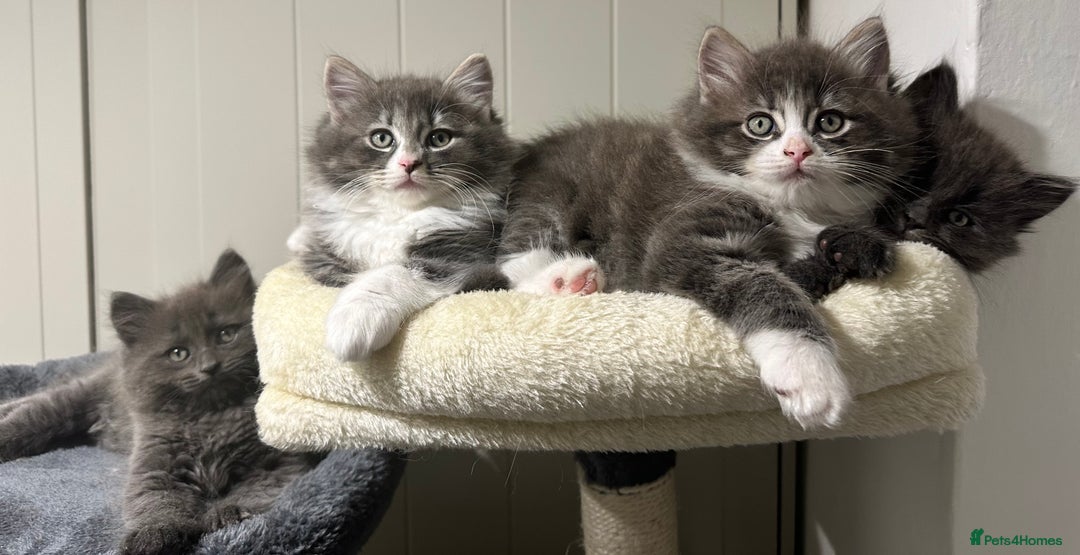 Norwegian Forest Cat cats for sale: 7 Exceptionally beautiful Norwegian Forest kittens - Advert 4