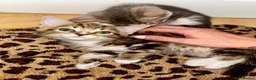 Domestic Shorthair cats for sale: 4 gorgeous male kittens 8weeks - Advert 4
