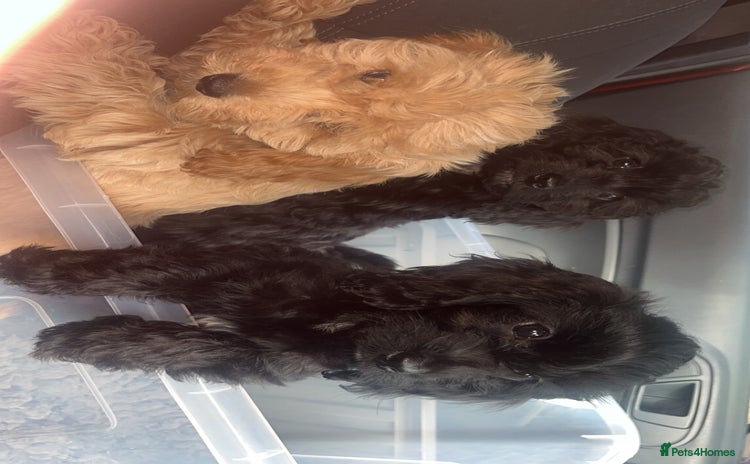 Cockapoo dogs - Advert 4