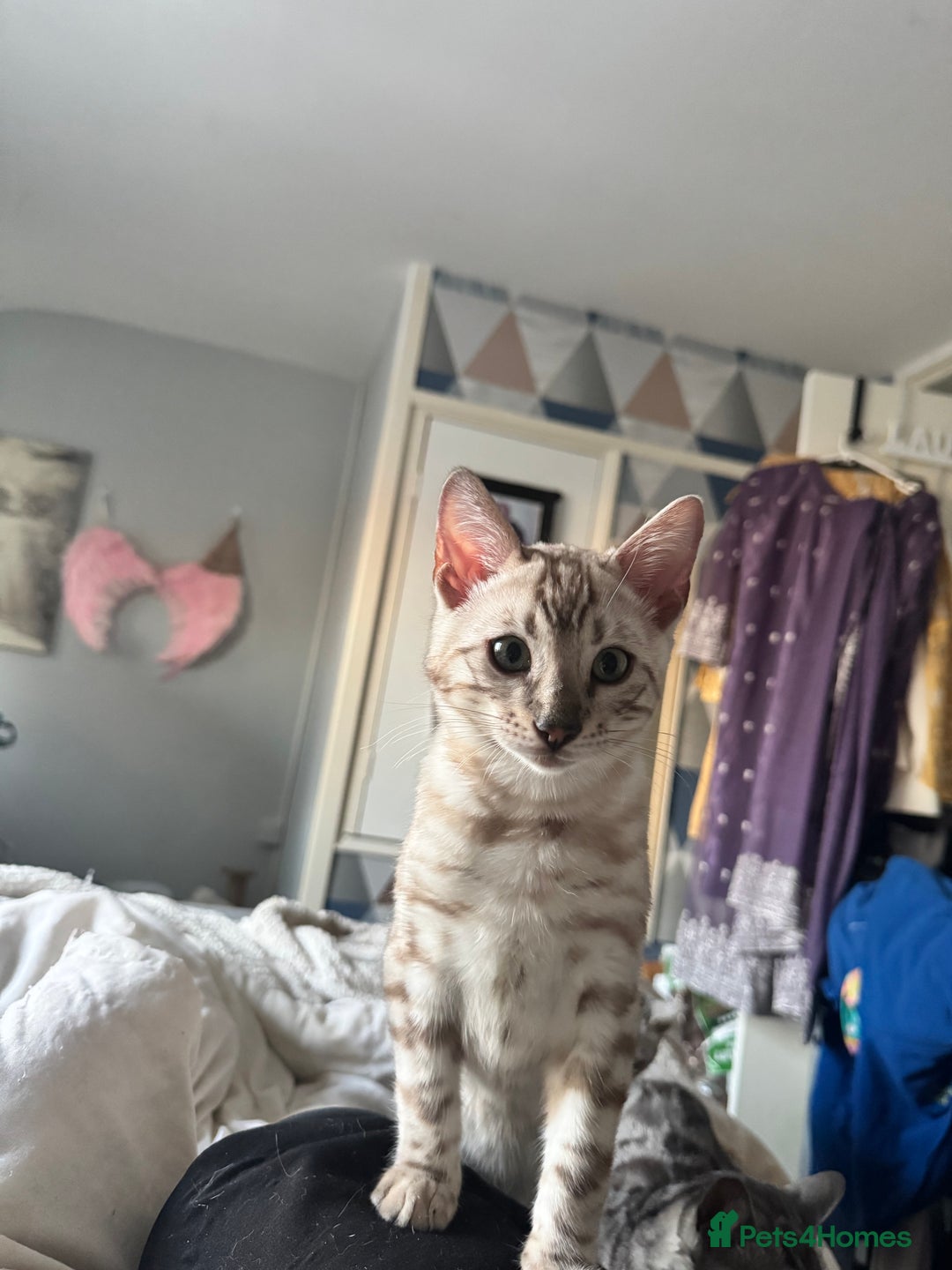 Bengal cats for sale: Tica registered beautiful kittens - Advert 16
