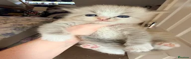 Ragdoll 2