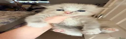 Ragdoll cats for sale: 3 tica reg ragdolls  - Advert 19