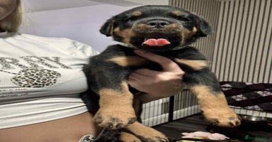 Rottweiler dogs * 1 Left* German Lines - Chunky Rottweiler Puppies - Advert 1