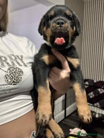 Rottweiler dogs * 1 Left* German Lines - Chunky Rottweiler Puppies - Advert 1
