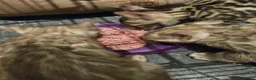Bengal cats for sale: TICA registered bengal kittens - Advert 27
