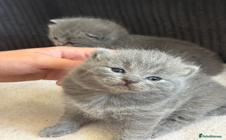 British Shorthair cats - Advert 2