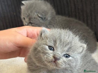 British Shorthair cats - Advert 35