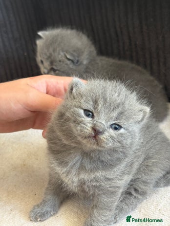 British Shorthair cats - Advert 10