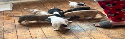 Mixed Breed dogs for sale: Pups for sale in Bromsgrove - Advert 2
