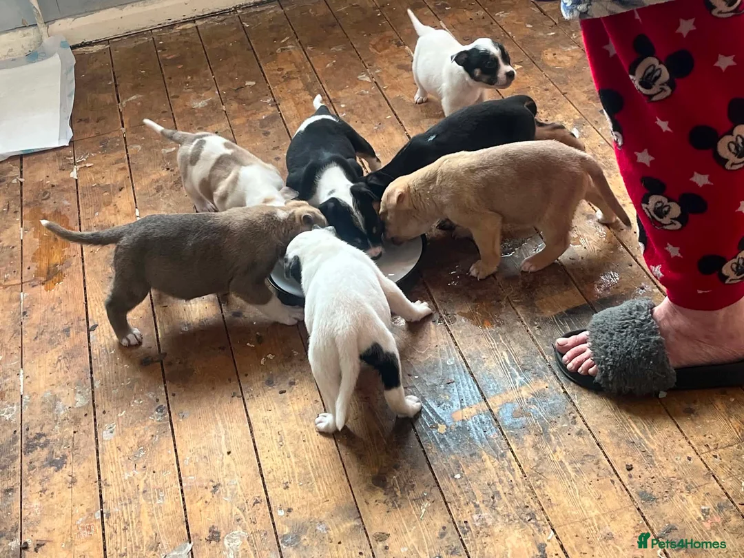 Mixed Breed dogs for sale: Pups for sale in Bromsgrove - Advert 2