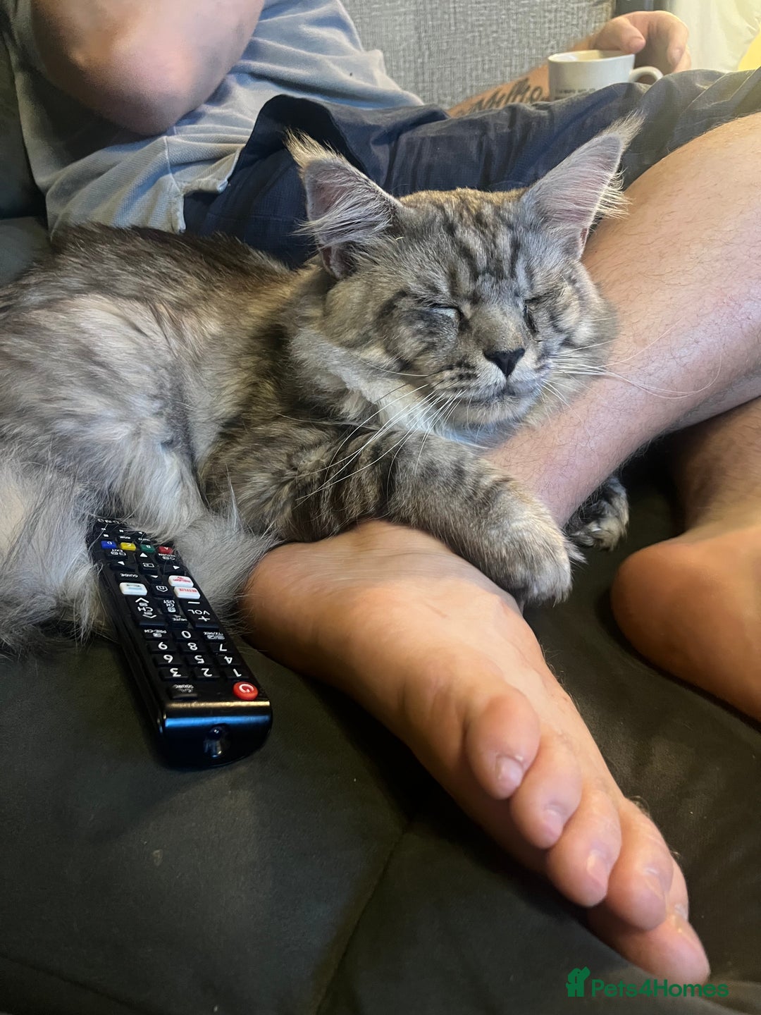 Maine Coon cats for sale: XL Maine Coon Kittens - Image 5