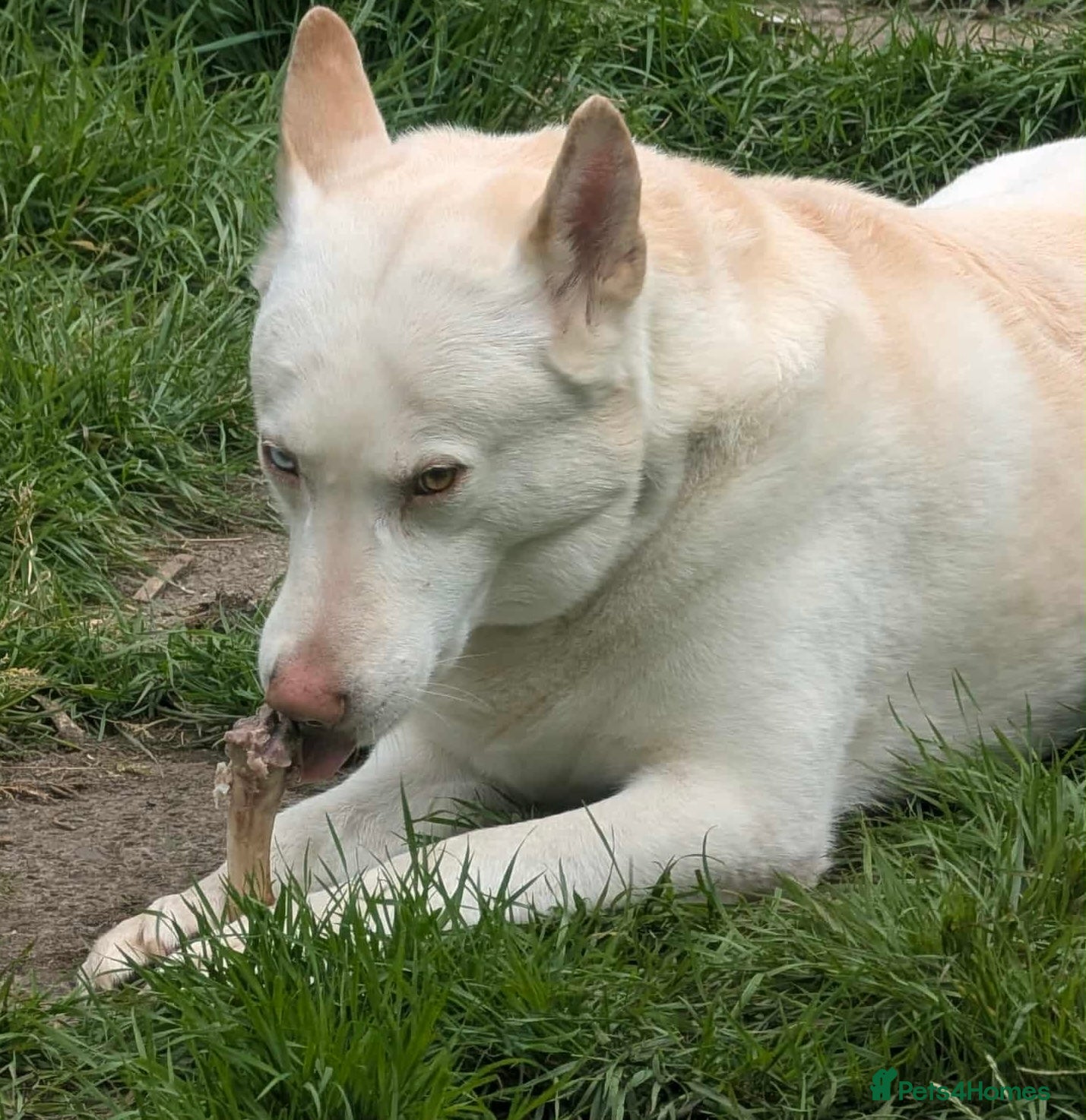 Mixed Breed dogs 8 year old male husky cross inuit - Advert 7