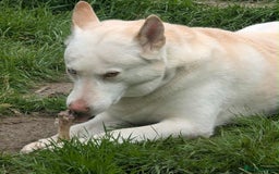 Mixed Breed dogs for sale: 8 year old male husky cross inuit - Image 2