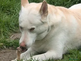 Mixed Breed dogs 8 year old male husky cross inuit - Advert 7