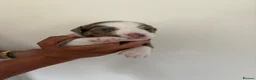Olde English Bulldogge dogs for sale: Olde English fluffy Bulldogges in Bromsgrove - Advert 12