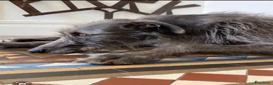 Lurcher 3