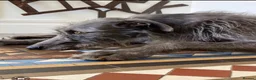 Lurcher dogs for sale: Lurcher puppies - Advert 2
