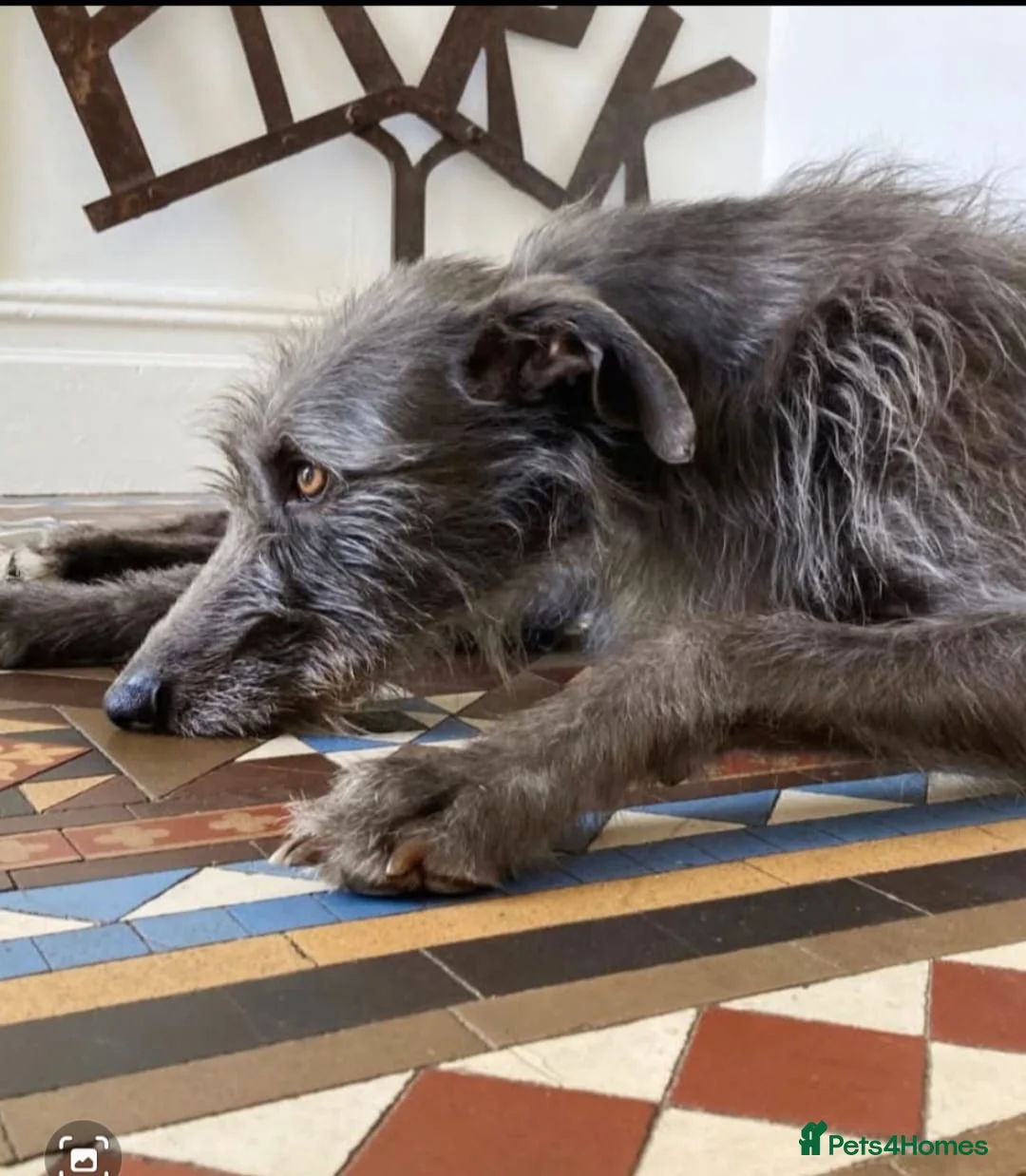 Lurcher dogs for sale: Lurcher puppies - Advert 2