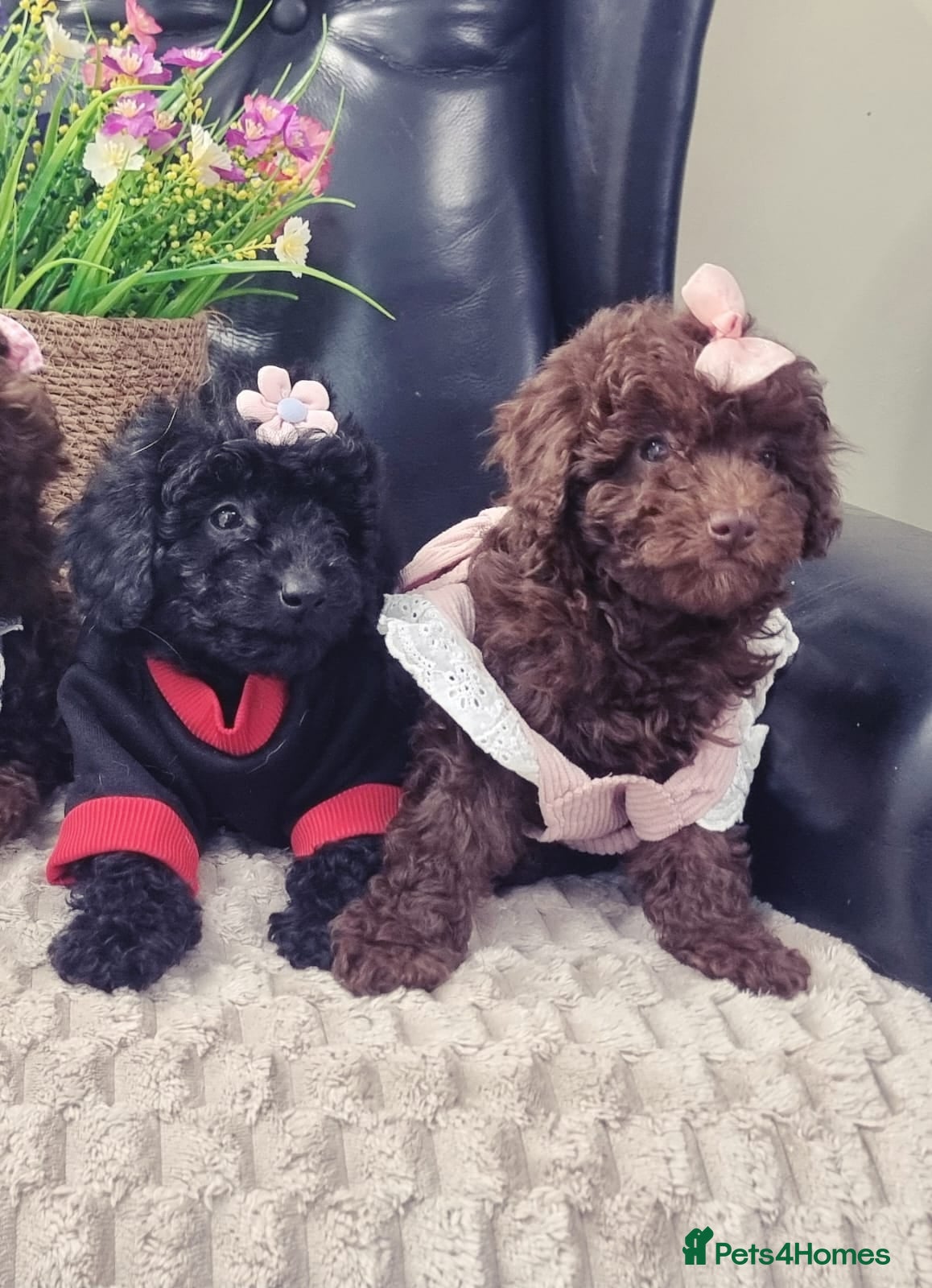 Miniature Poodle dogs Beautiful Miniature Poodle puppies  - Advert 1