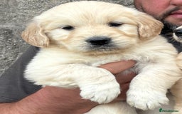 Golden Retriever dogs for sale: Stunning Golden Retriever puppies for sale.  - Image 7