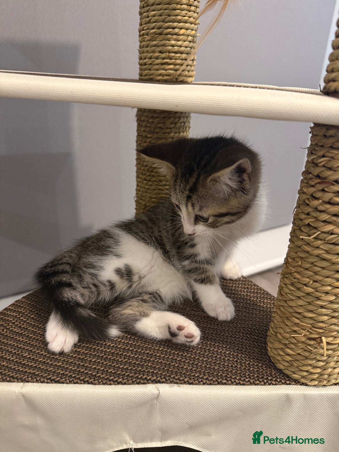 Mixed Breed cats for sale: Male kitten for sale  - Advert 5
