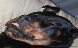 Rottweiler dogs for sale: Beautiful Rottweiler Bitch - Image 3