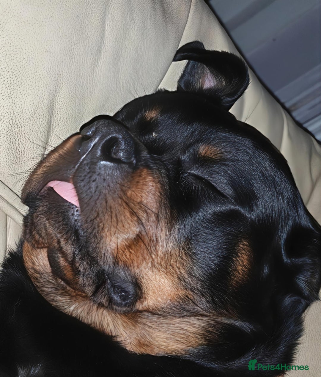 Rottweiler dogs for sale: Beautiful Rottweiler Bitch - Image 3