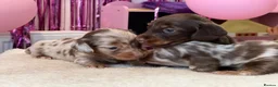 Miniature Dachshund dogs for sale: Tiny KC Long Haired Dachshunds  Chocolate & Dapple - Advert 4