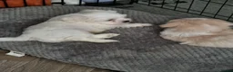 Zuchon dogs for sale: Beautiful Zuchon puppies looking for forever homes in Preston - Advert 5