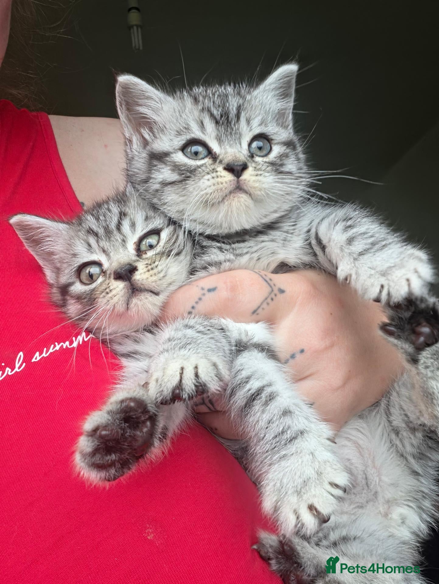 British Shorthair cats for sale: 2 male kittens - Advert 11