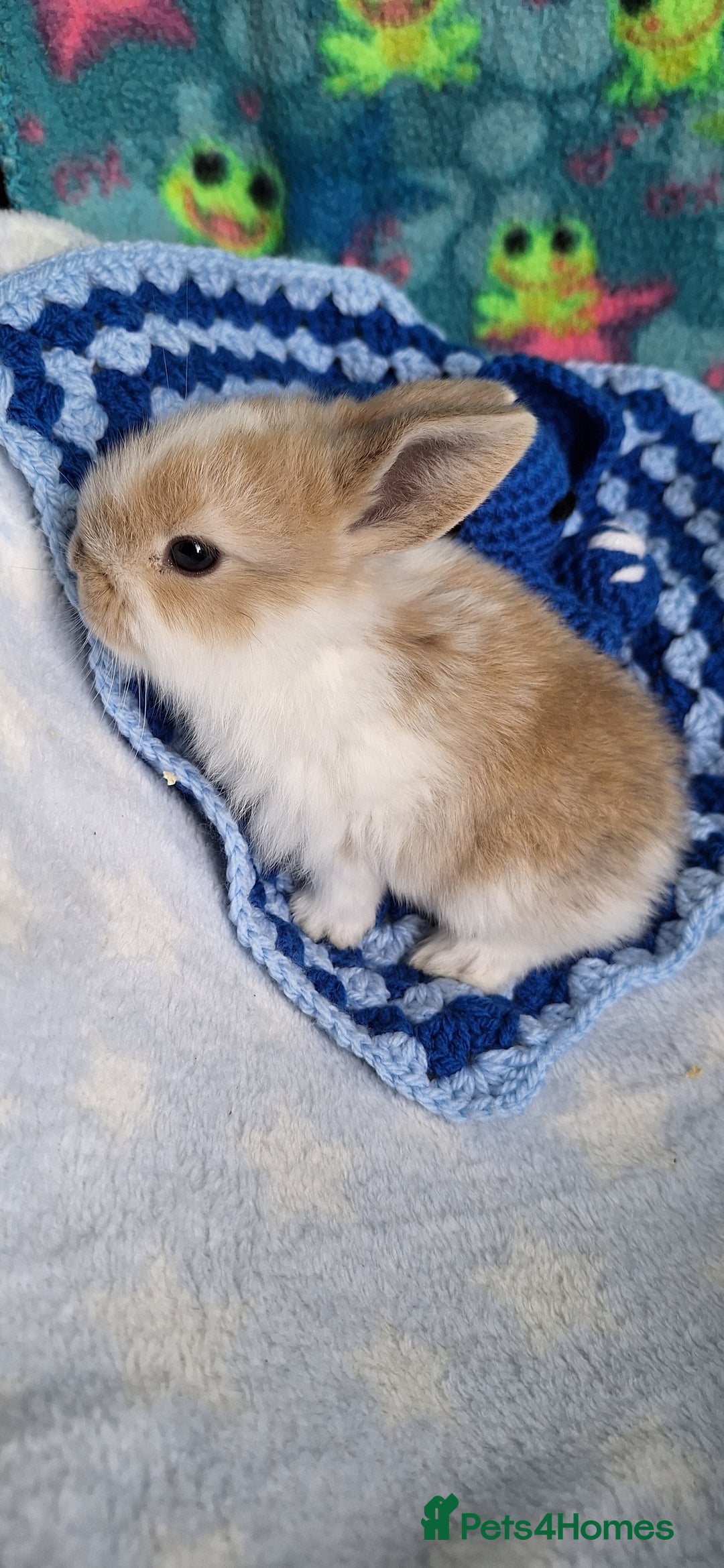 Mixed Breed rabbits for sale: Baby rabbits for sale  - Image 10