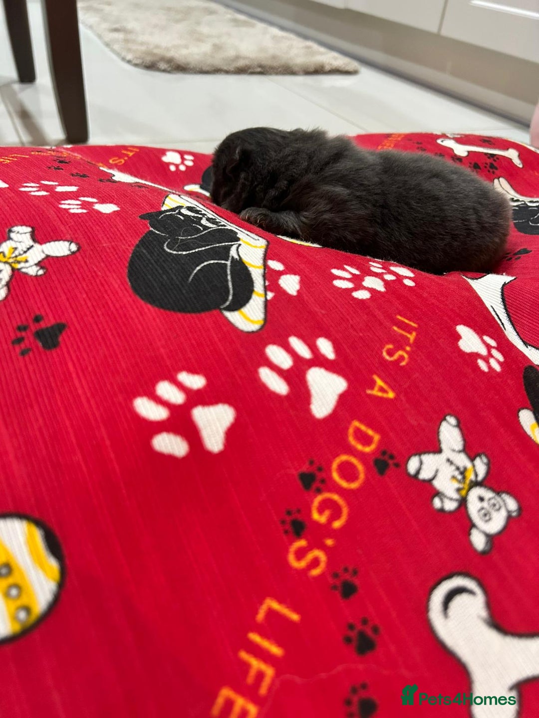 Pomeranian dogs for sale: Blue girl pomeranian - Advert 4