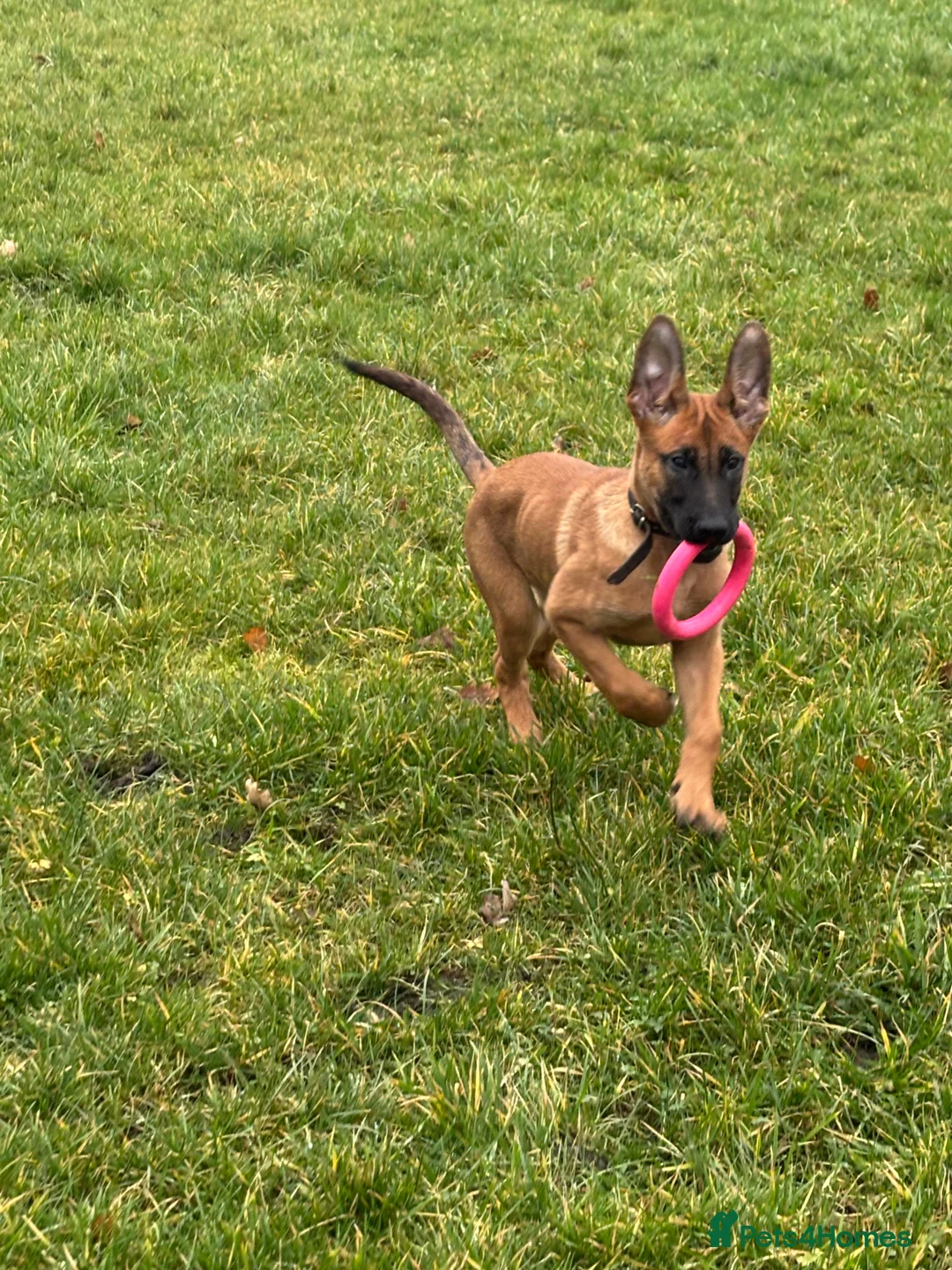 Belgian Shepherd Dog dogs for sale: Dutch Herders - Advert 6