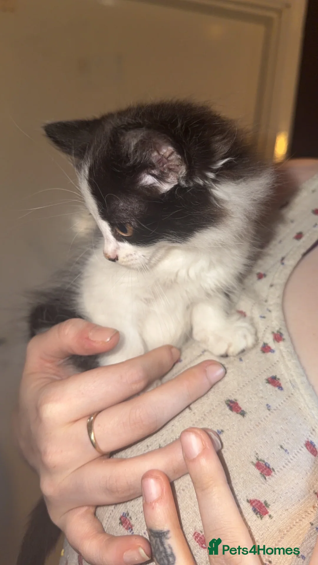 Mixed Breed cats for sale: 3 beautiful Kitten   in Lutterworth - Advert 1