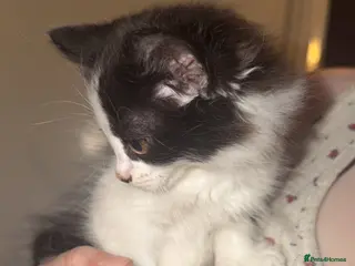 Mixed Breed cats 3 beautiful Kitten - Advert 2