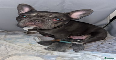 French Bulldog dogs Newborn Gorgeous Lilac, Fawn, Tan and Blue Frenchi - Advert 16