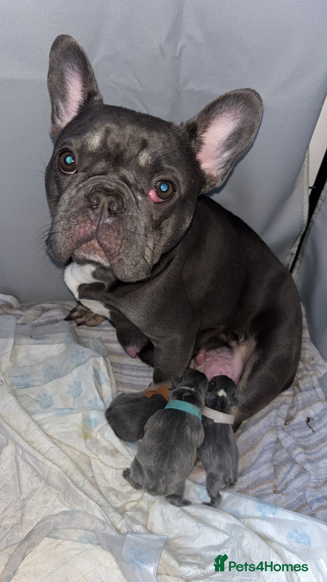 French Bulldog dogs for sale: Gorgeous Lilac, Pink Isabella, & Blue Frenchies - Advert 7