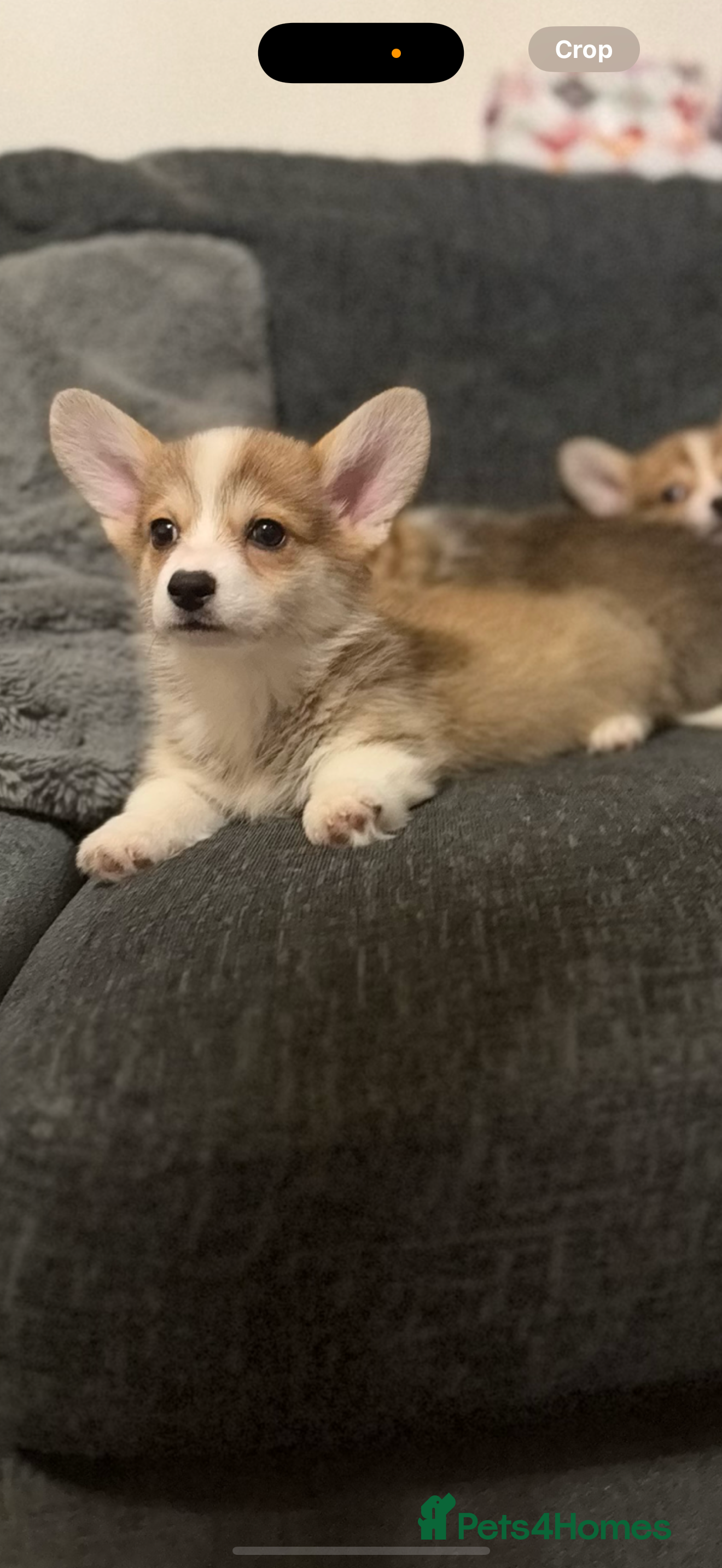 Welsh Corgi Pembroke dogs Kc reg Pembroke corgi babies available  - Advert 1