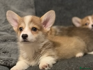 Welsh Corgi Pembroke dogs Kc reg Pembroke corgi babies available - Advert 2