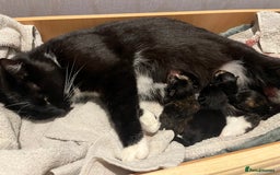 Mixed Breed cats for sale: Beautiful playful female kitten - Image 3