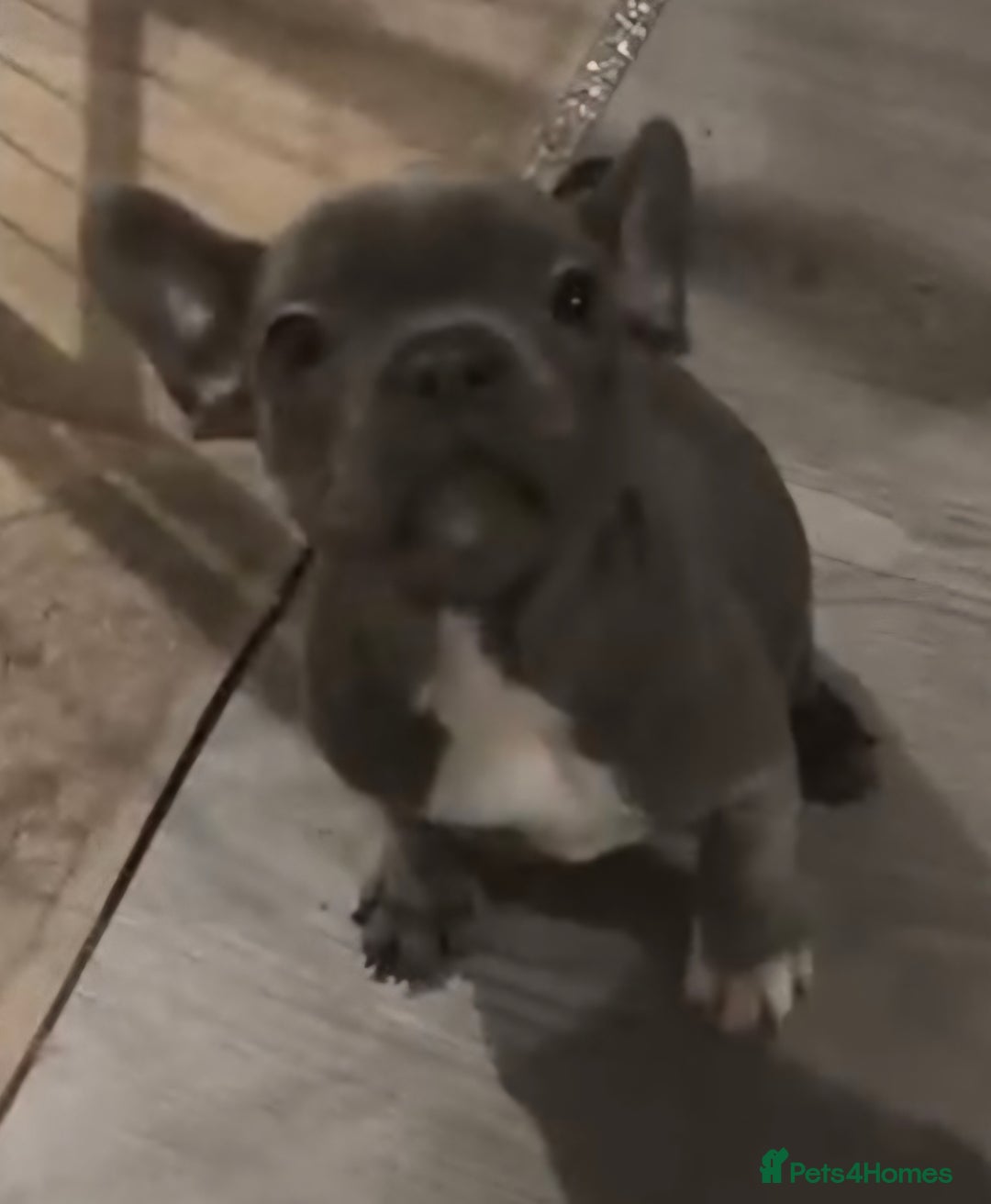 French Bulldog dogs for sale: Last 4 French bulldogs reduced  - Advert 13