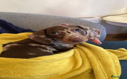 Miniature Dachshund dogs for sale: Beautiful Chocolate dapple boy  - Image 2