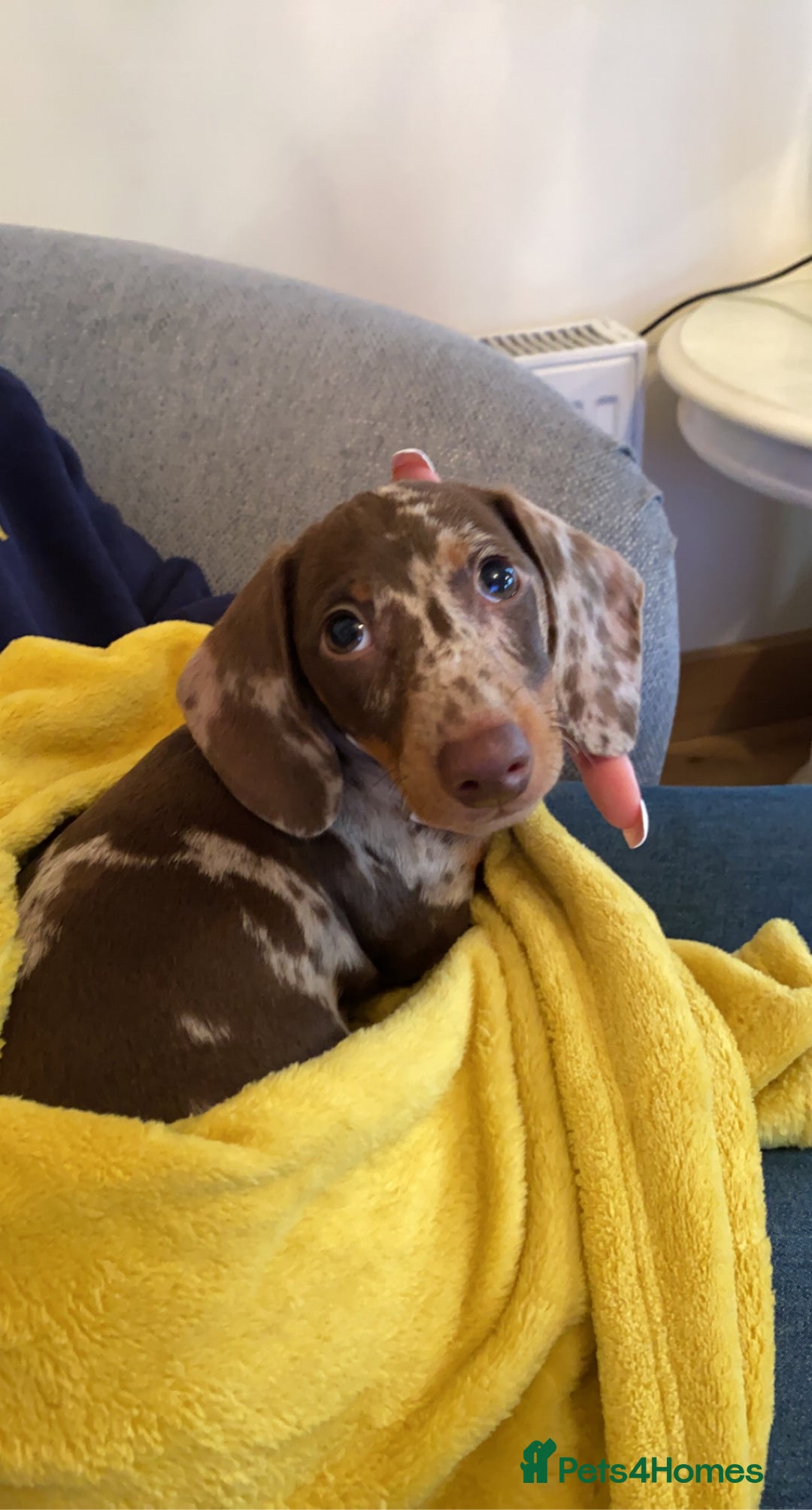 Miniature Dachshund dogs for sale: Beautiful Chocolate dapple boy  - Image 2